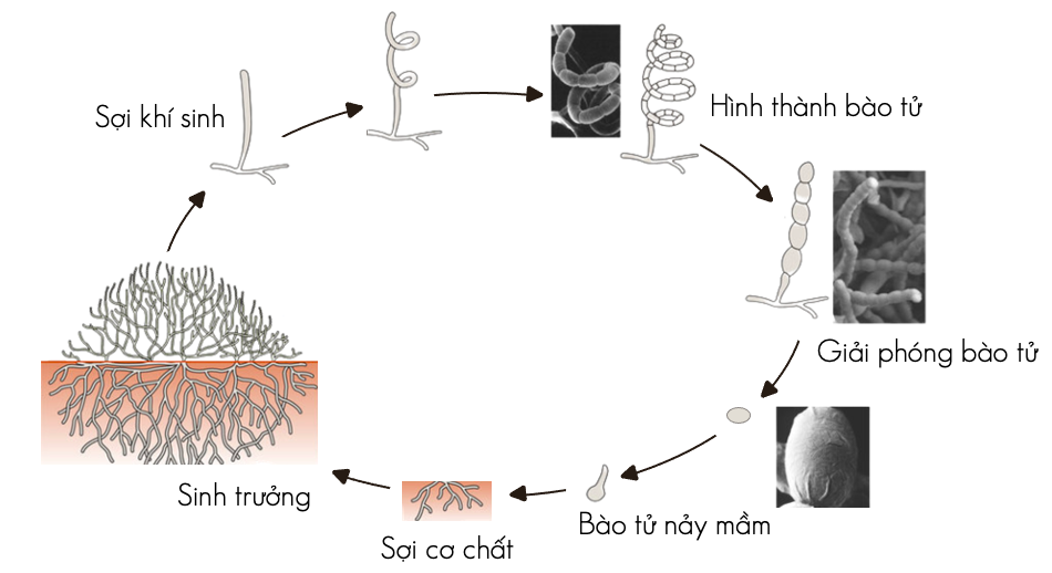 Sinh sản bằng bào tử ở xạ khuẩn